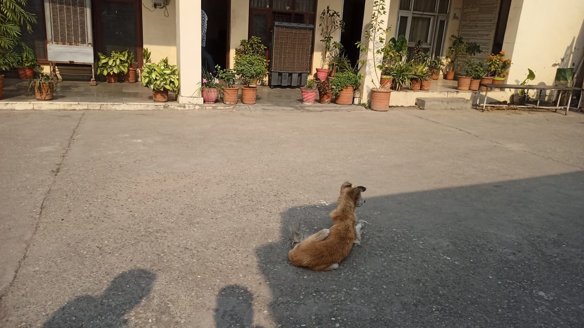 सिविल अस्पताल में बैठे लावारिस कुत्ते। संवाद