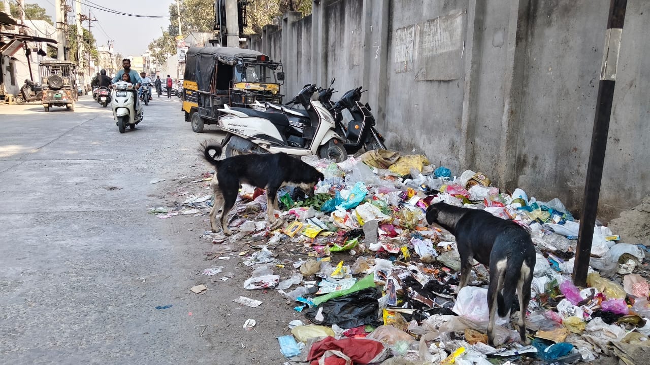 तेजली गांव की गली में घूमते लावारिस कुत्ते। संवाद तेजली गांव की गली में घूमते लावारिस कुत्ते। संवाद