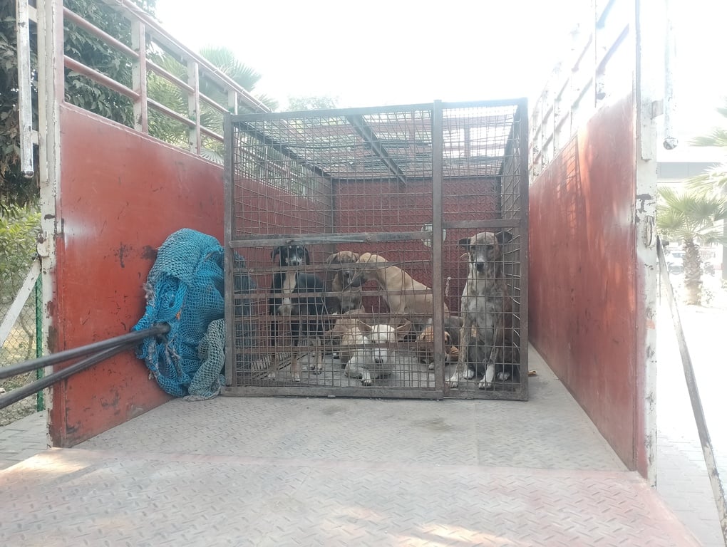 जिला नागरिक अस्पताल में कर्मचारियों ने पकड़े कुत्ते। संवाद