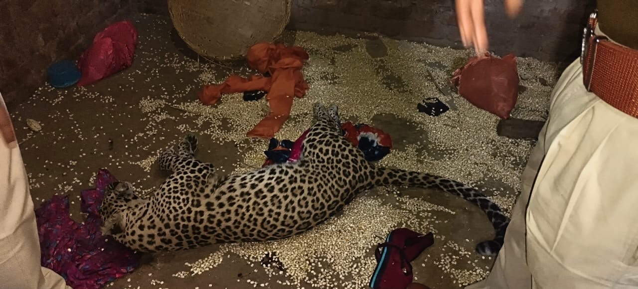 घर में घुसे लेपर्ड। 