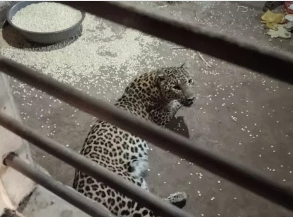 घर में घुसे लेपर्ड। 