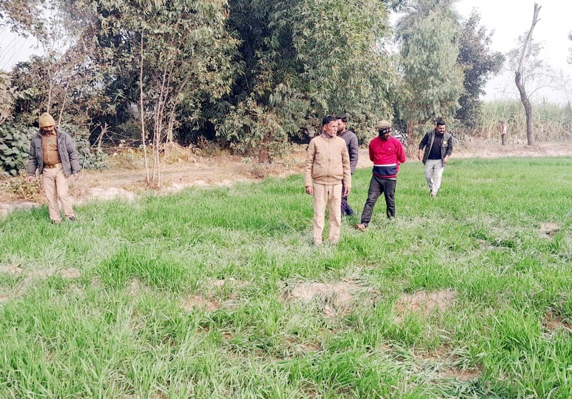 नेपाली हाथियों के निकलने से खराब हुई गेहूं की फसल। संवाद नेपाली हाथियों के निकलने से खराब हुई गेहूं की फसल। संवाद