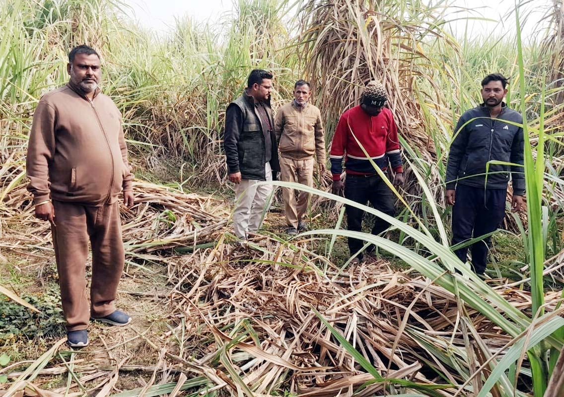 नेपाली हाथियों के निकलने से खराब हुई गेहूं की फसल। संवाद नेपाली हाथियों के निकलने से खराब हुई गेहूं की फसल। संवाद