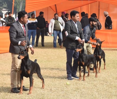 रिजर्व पुलिस लाइंस के मैदान में अवध केनेल क्लब की ओर से आयोजित डॉग शो 
