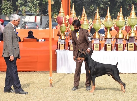 रिजर्व पुलिस लाइंस के मैदान में अवध केनेल क्लब की ओर से आयोजित डॉग शो 