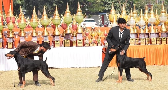 रिजर्व पुलिस लाइंस के मैदान में अवध केनेल क्लब की ओर से आयोजित डॉग शो 