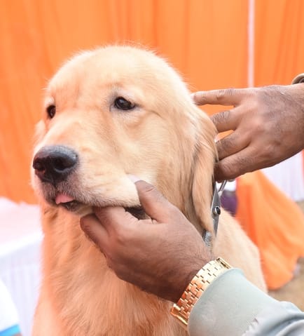 रिजर्व पुलिस लाइंस के मैदान में अवध केनेल क्लब की ओर से आयोजित डॉग शो 