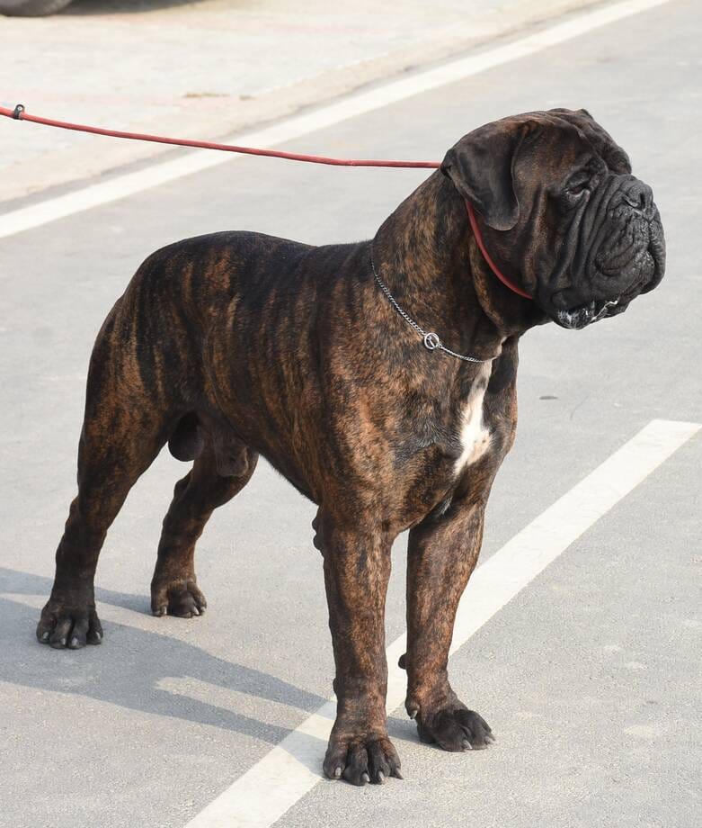 रिजर्व पुलिस लाइंस के मैदान में अवध केनेल क्लब की ओर से आयोजित डॉग शो 