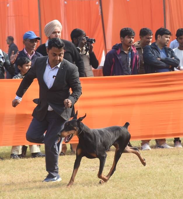 रिजर्व पुलिस लाइंस के मैदान में अवध केनेल क्लब की ओर से आयोजित डॉग शो 