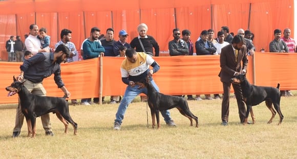 रिजर्व पुलिस लाइंस के मैदान में अवध केनेल क्लब की ओर से आयोजित डॉग शो 