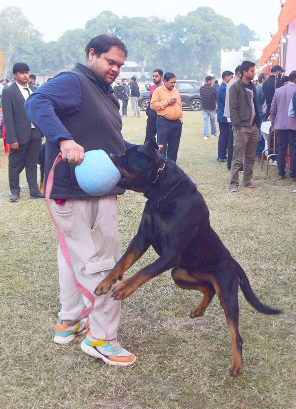अवध केनेल क्लब की ओर से आयोजित दो दिवसीय डॉग शो में कोलकाता के गोल्डेन रिट्रिवर और हैदराबाद के 