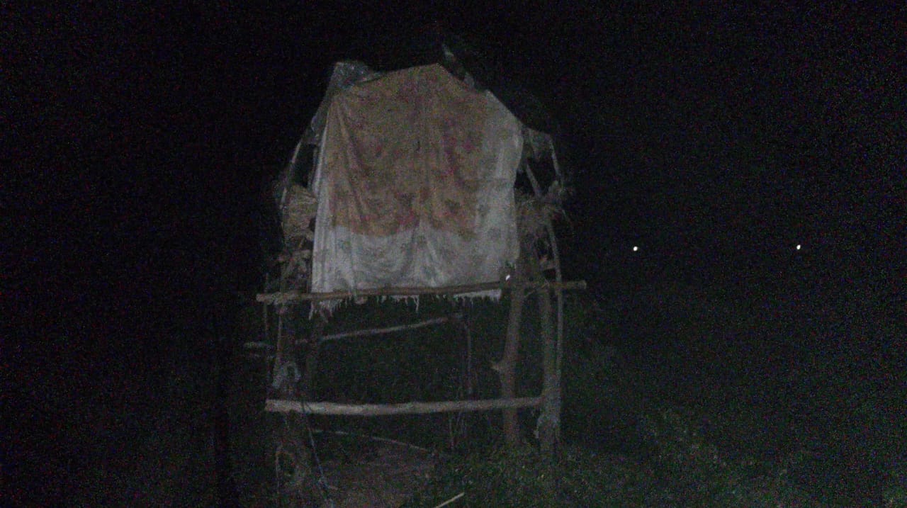 सरसवां ब्लाॅक क्षेत्र के तिरहार इलाके में गेहूं के खेत में वनरोज का झुंड। संवाद