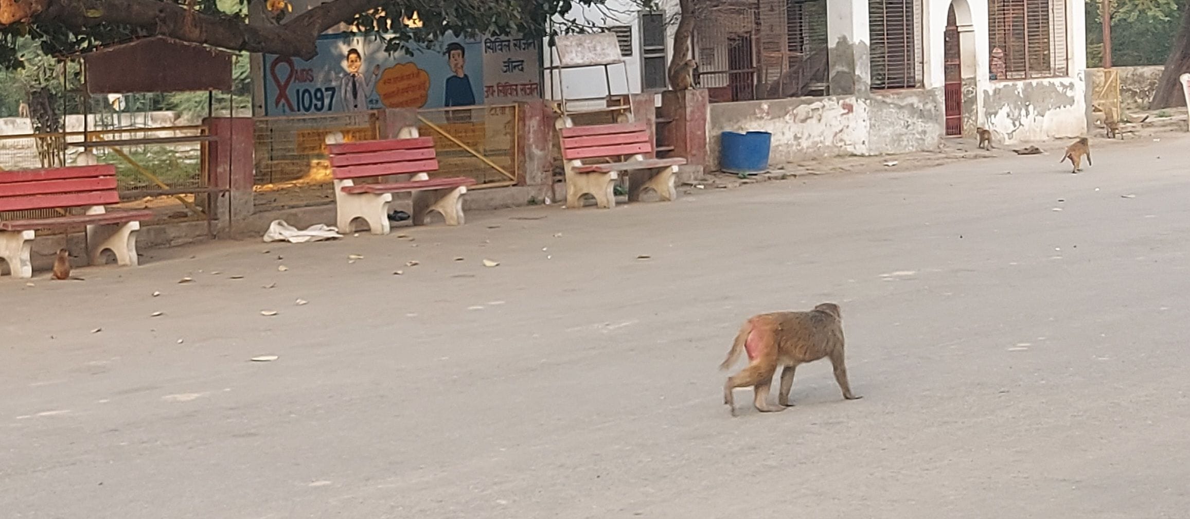 12जेएनडी19 : संजय मार्किट स्थित पार्क में बैठा बंदरों का झुंड। स्रोत दुकानदार। 12जेएनडी19 : संजय मार्किट स्थित पार्क में बैठा बंदरों का झुंड। स्रोत दुकानदार।