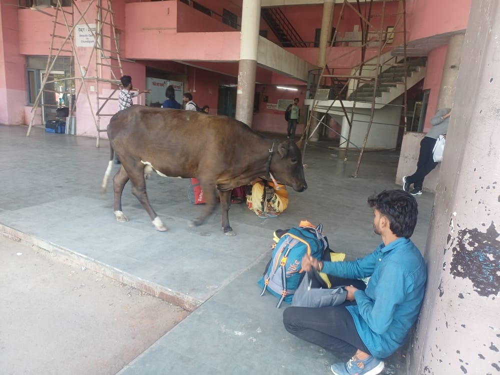 अंबाला कैंट रेलवे स्टेशन के परिसर में घूम रहे आवारा कुत्ते। संवाद अंबाला कैंट रेलवे स्टेशन के परिसर में घूम रहे आवारा कुत्ते। संवाद