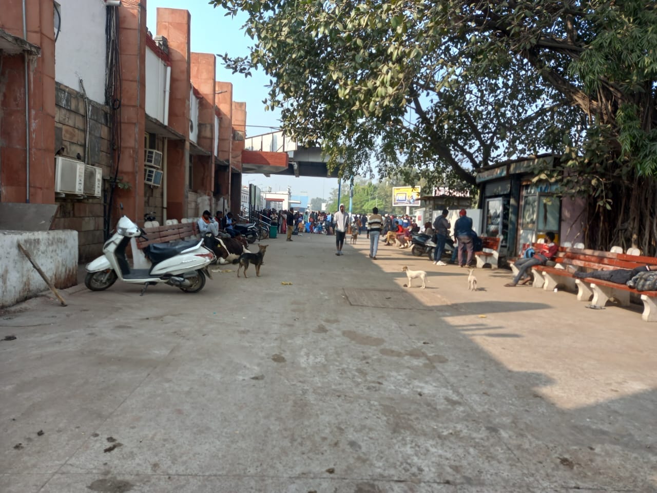 अंबाला कैंट रेलवे स्टेशन के परिसर में घूम रहे आवारा कुत्ते। संवाद