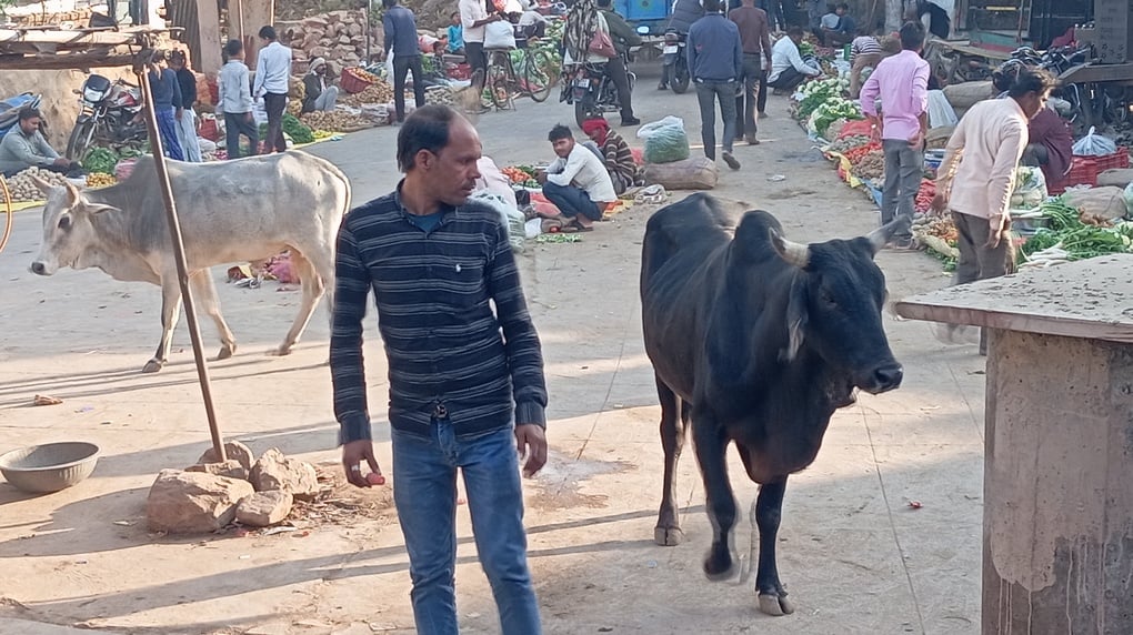 सांडों का आतंक