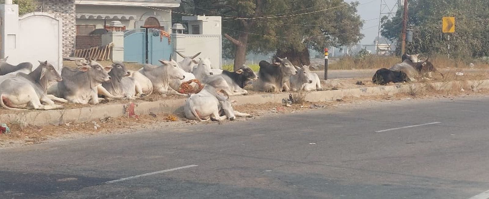 दहगवां क्षेत्र के सिलहरी में गोशाला बंद होने इके बाद पास के हाईवे पर गोवंश। संवाद