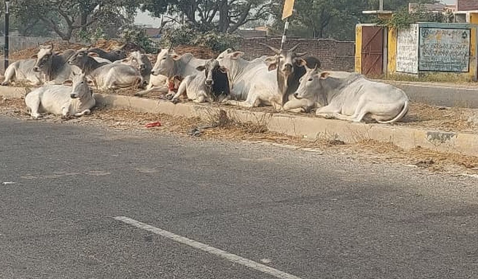 दहगवां क्षेत्र के सिलहरी में गोशाला बंद होने इके बाद पास के हाईवे पर गोवंश। संवाद