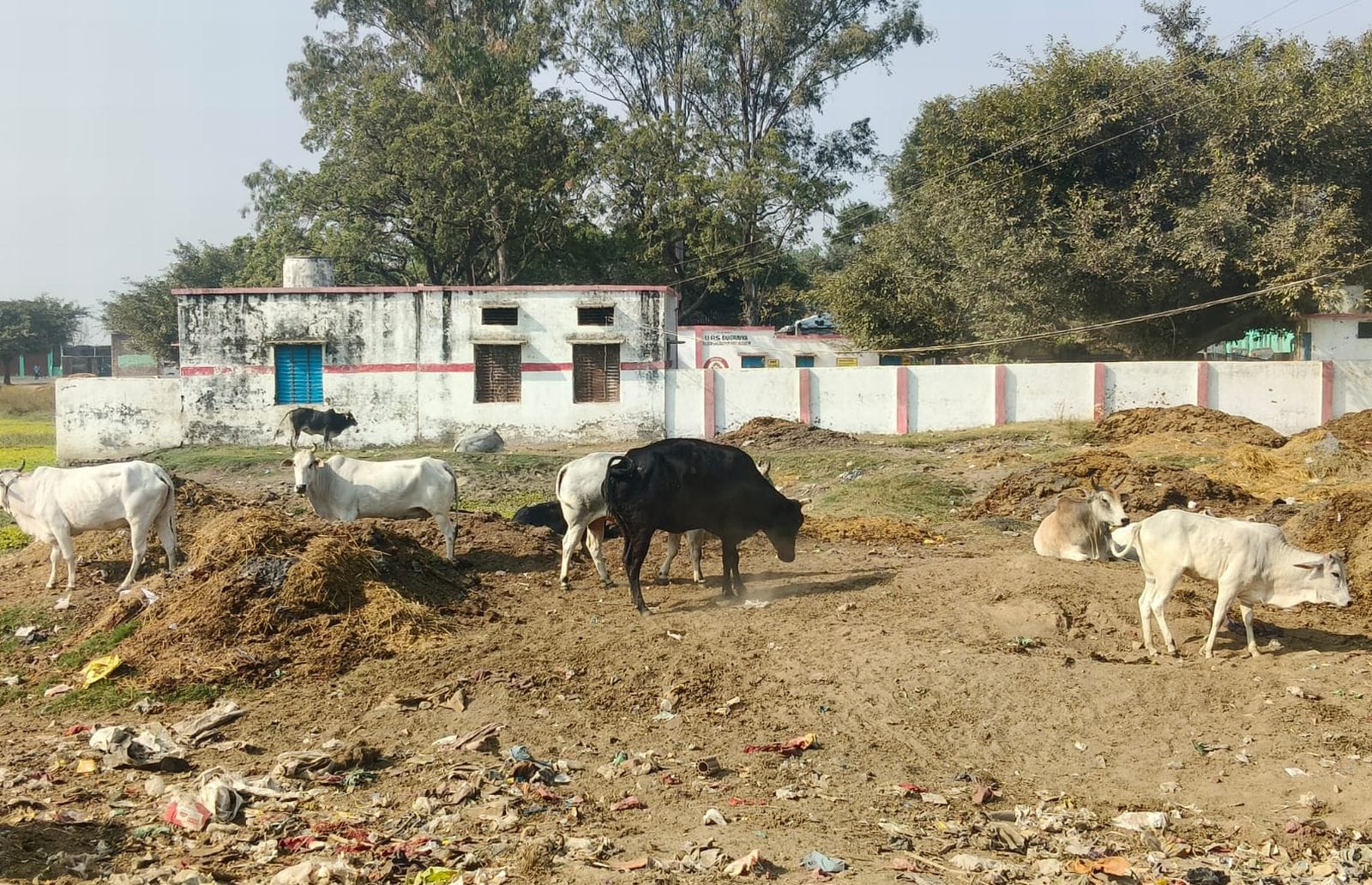 दहगवां क्षेत्र के सिलहरी में गोशाला बंद होने इके बाद पास के हाईवे पर गोवंश। संवाद