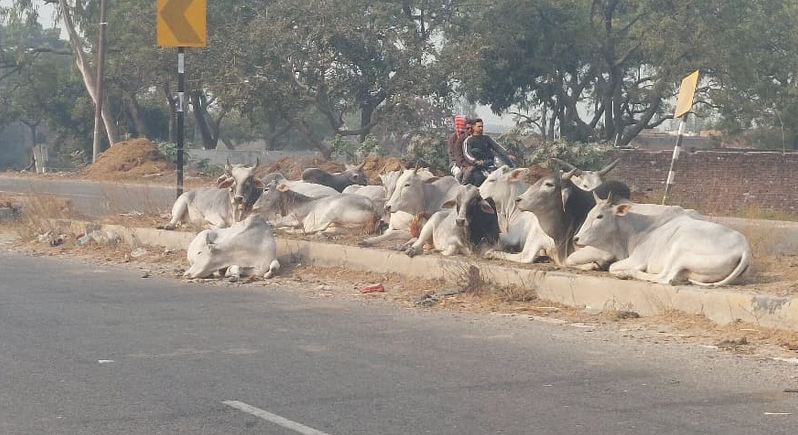 दहगवां क्षेत्र के सिलहरी में गोशाला बंद होने इके बाद पास के हाईवे पर गोवंश। संवाद