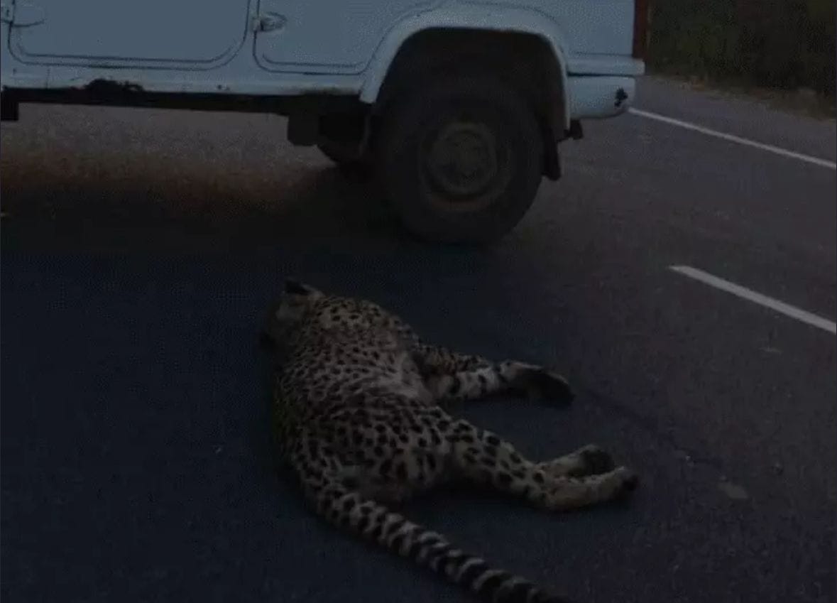चीते को टक्कर मारने बाली कार को किया जप्त चीते को टक्कर मारने बाली कार को किया जप्त