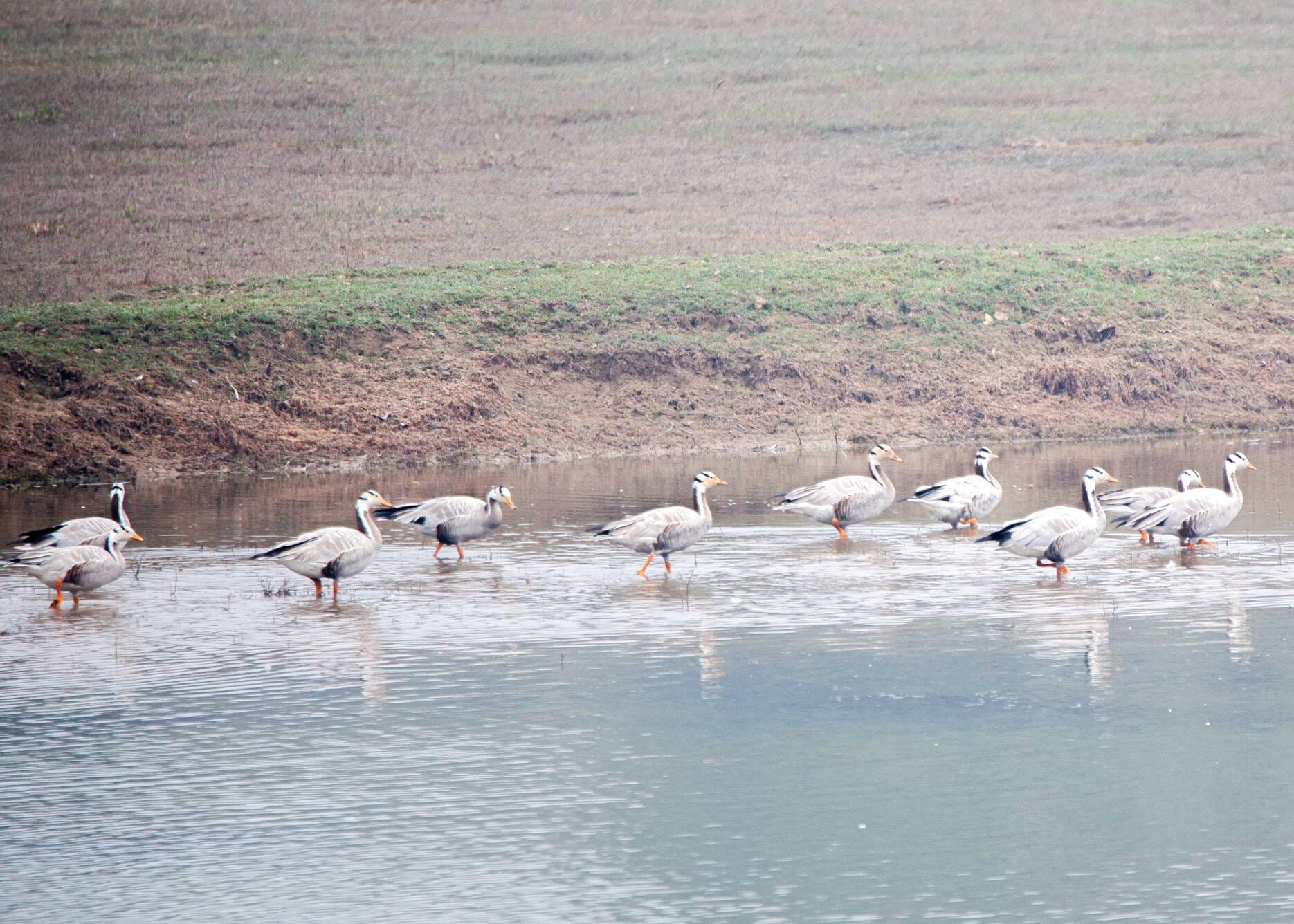 बिजनौर के पीली डैम पर पहुंचे प्रवासी पक्षी बिजनौर के पीली डैम पर पहुंचे प्रवासी पक्षी
