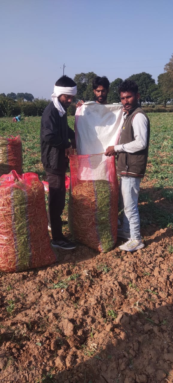फोटो - 08 खेत में हरी मटर तोड़ते मजदूर। संवाद