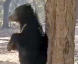 अमानगढ़ के जंगल में पेड़ से अपनी पीठ खुजाता भालू। स्रोत वीडियो ग्रैब