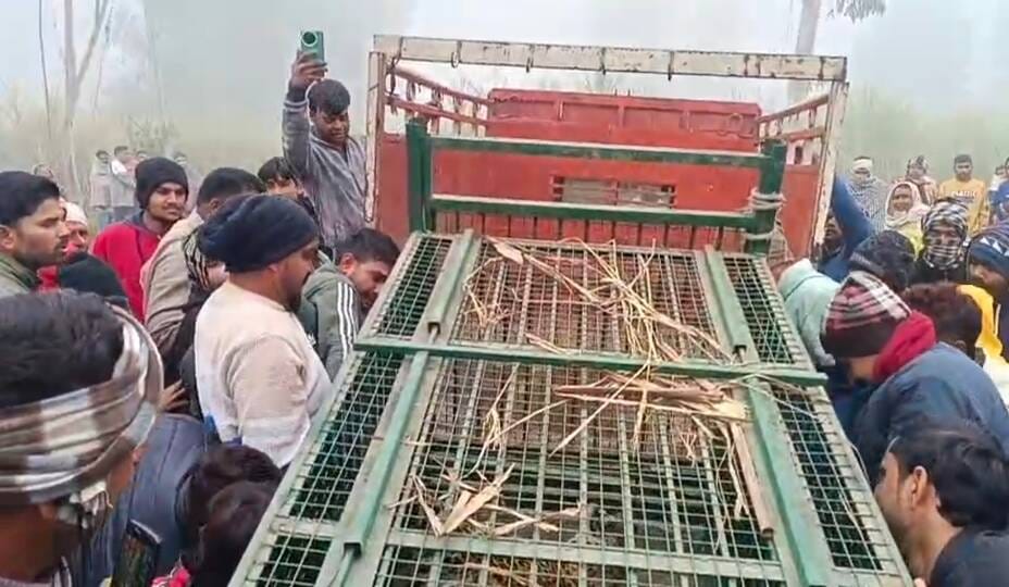 जलालाबाद के धनसिनी में पिंजरे में कैद गुलदार। संवाद जलालाबाद के धनसिनी में पिंजरे में कैद गुलदार। संवाद