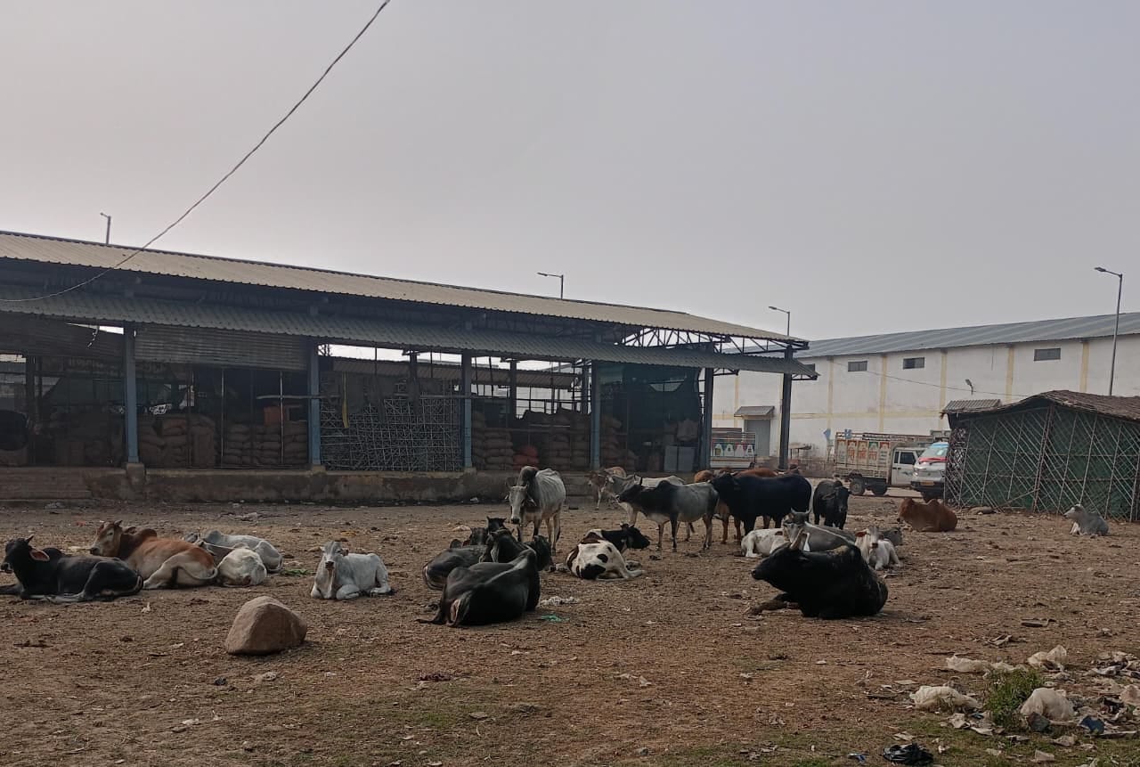 28 सीकेटीपी-6- परिचय- शहर के एसडीएम कालोनी मार्ग पर कूड़े के ढेर के पास मौजूद अन्ना गोवंश । संव