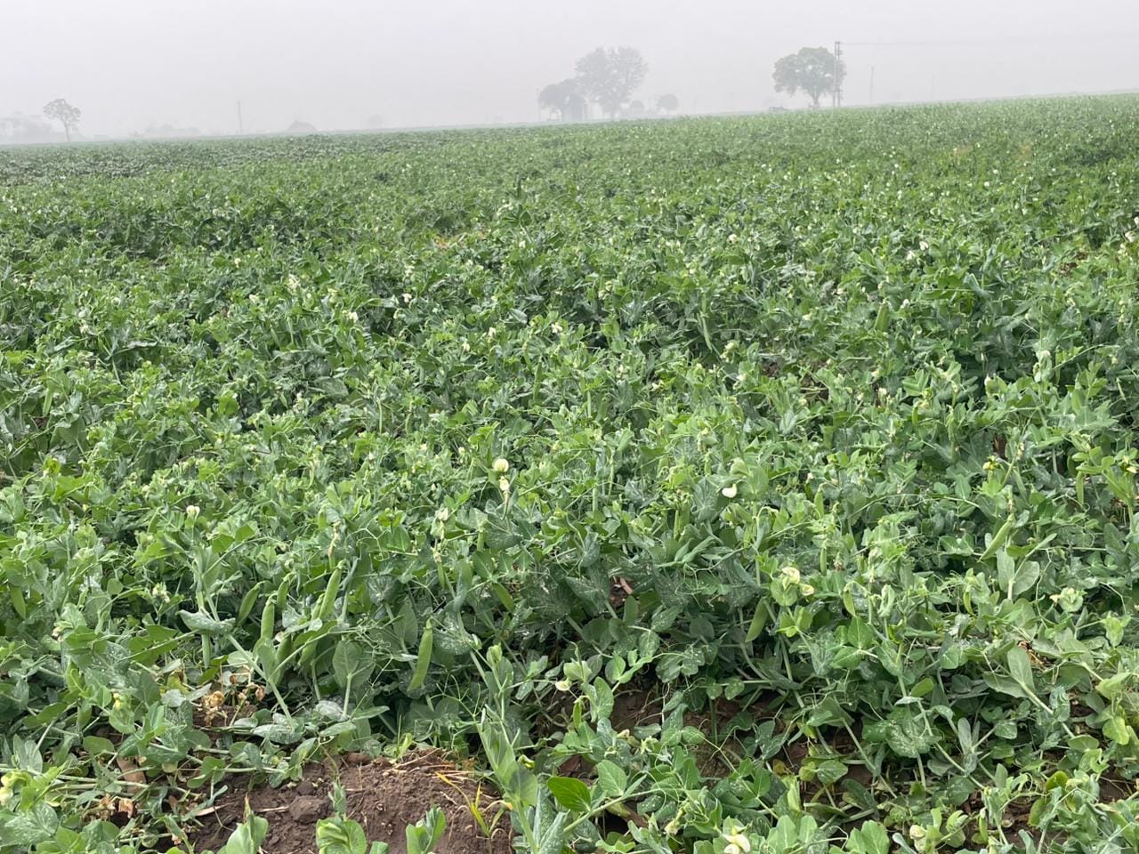 कुरुक्षेत्र। पूरा दिन इस तरह छाया रहा कोहरा। संवाद कुरुक्षेत्र। पूरा दिन इस तरह छाया रहा कोहरा। संवाद