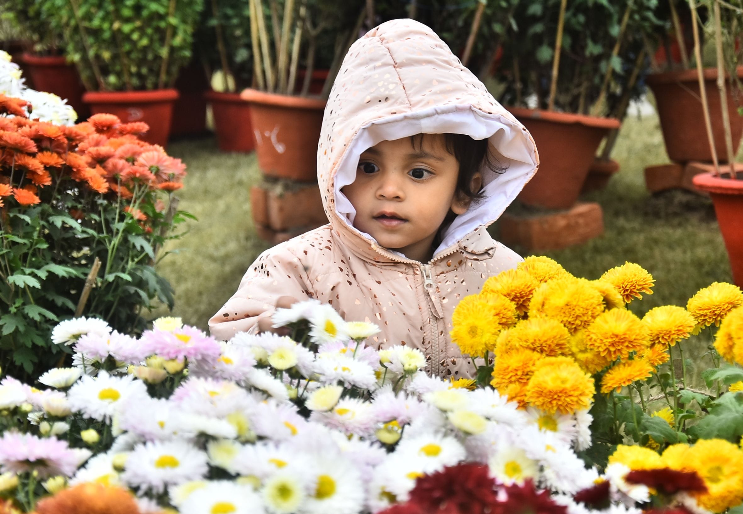 वनस्पति उद्यान स्थित सेंट्रल लॉन में दो दिवसीय गुलदाउदी एवं कोलियस पुष्प प्रदर्शनी–2025 का शुभा