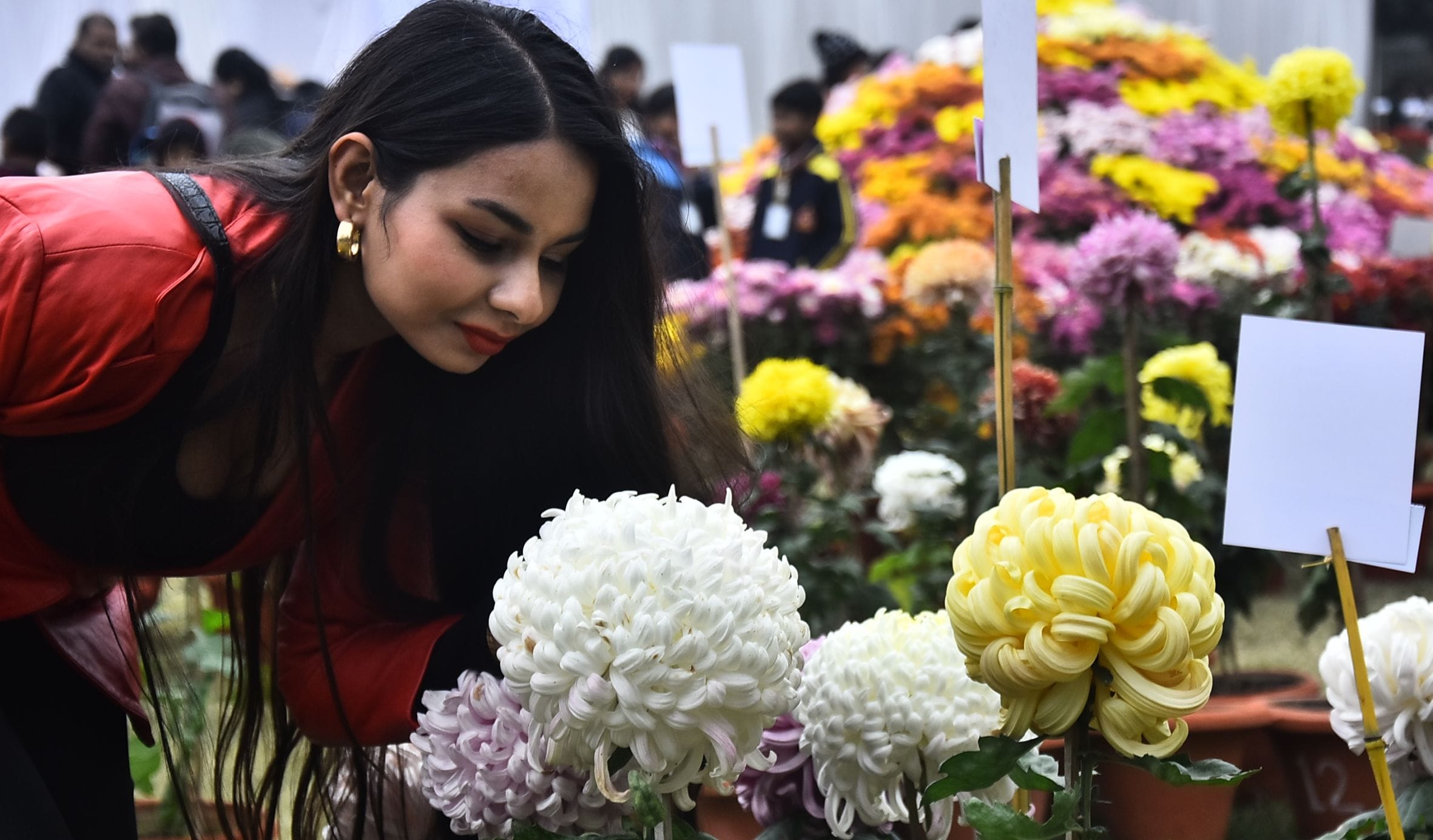 वनस्पति उद्यान स्थित सेंट्रल लॉन में दो दिवसीय गुलदाउदी एवं कोलियस पुष्प प्रदर्शनी–2025 का शुभा
