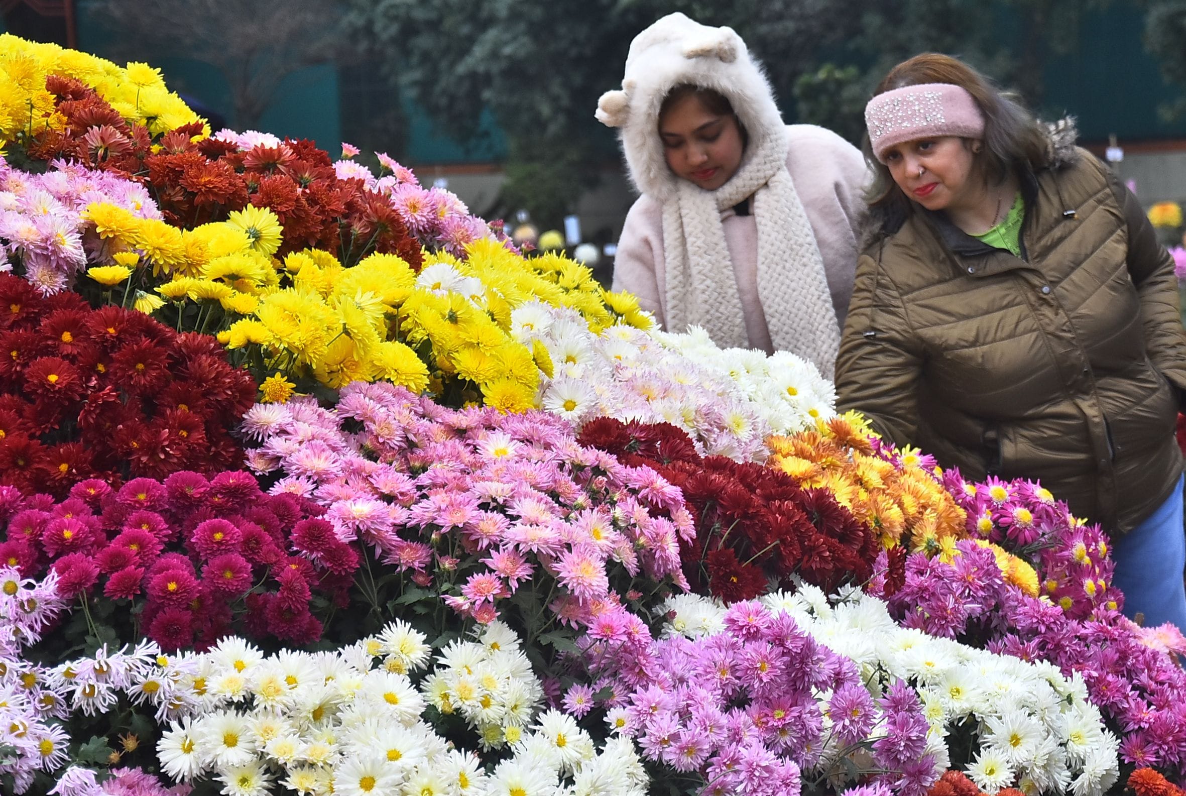 वनस्पति उद्यान स्थित सेंट्रल लॉन में दो दिवसीय गुलदाउदी एवं कोलियस पुष्प प्रदर्शनी–2025 का शुभा
