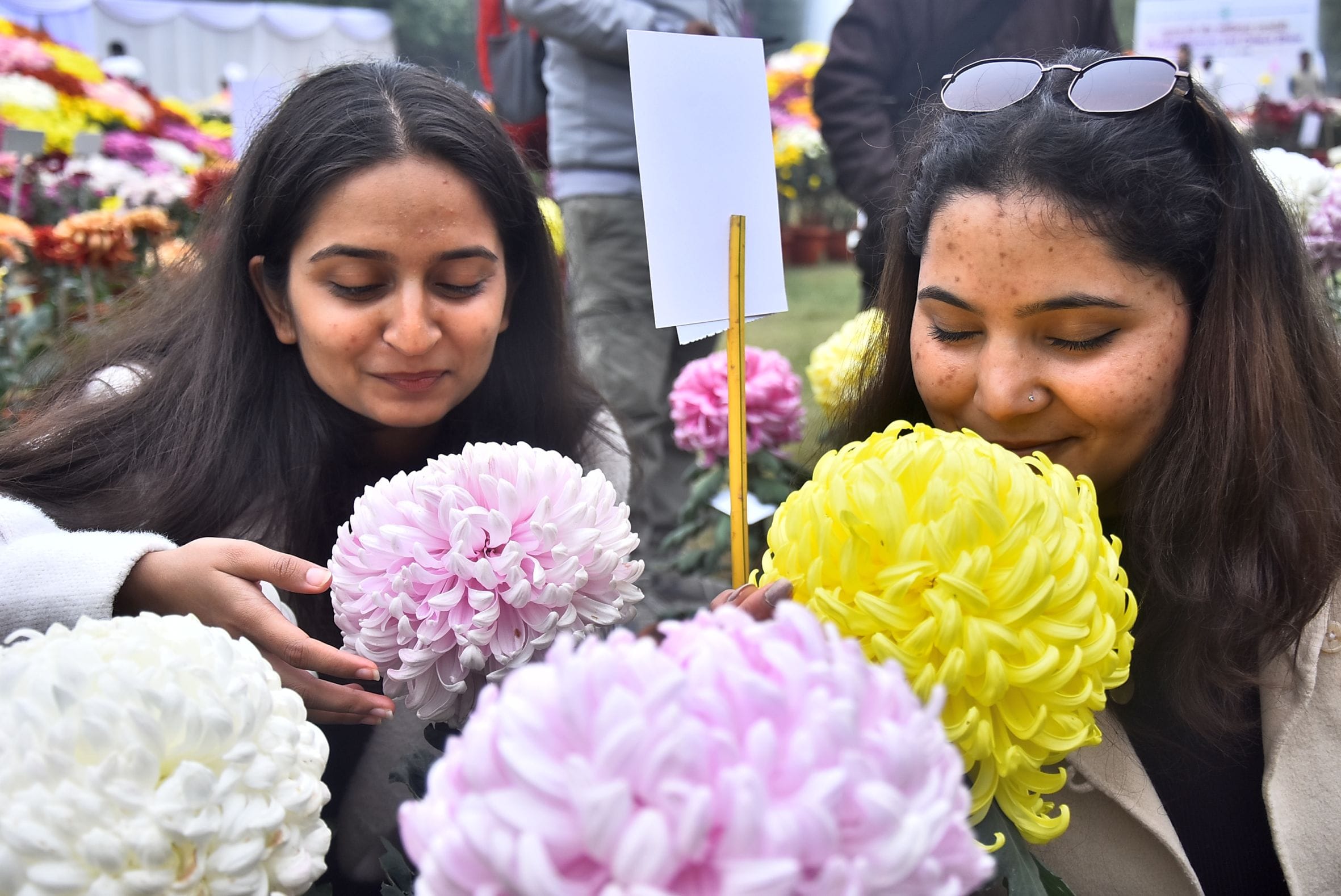 वनस्पति उद्यान स्थित सेंट्रल लॉन में दो दिवसीय गुलदाउदी एवं कोलियस पुष्प प्रदर्शनी–2025 का शुभा