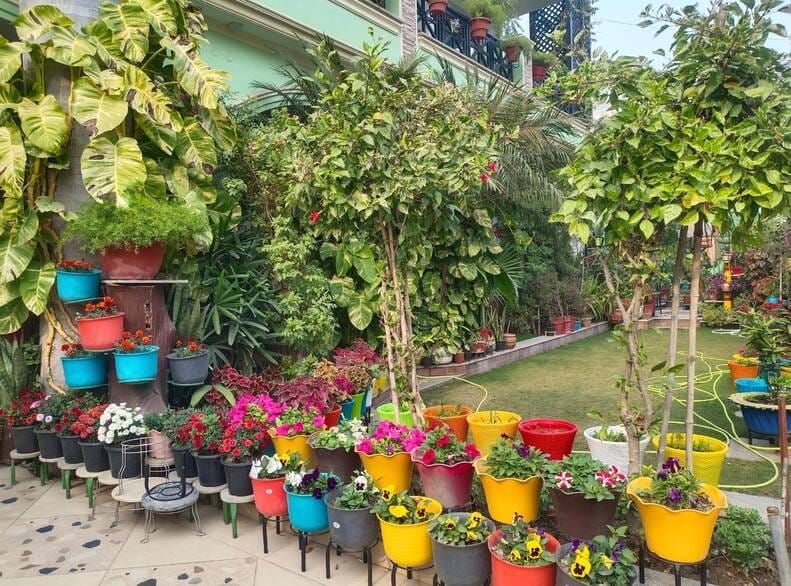 11.. सुभाष नगर स्थित घर के आंगन में बगिया के पौधों की देखभाल करती आभा राणा। संवाद