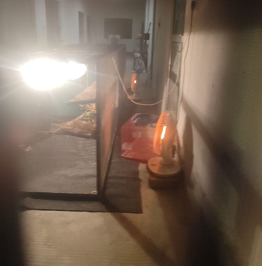 19.. लघु चिड़िया घर में रविवार को हल्की धूप में घूमता भालू। संवाद