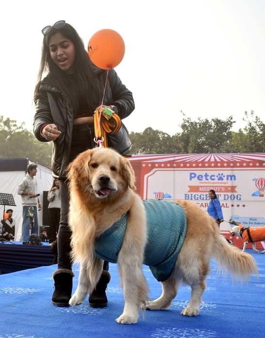 अमर उजाला....साकेत स्पोर्ट्स क्लब में पेटकाम द्वारा आयोजित डाग शो में शामिल डाग। अमर उजाला....साकेत स्पोर्ट्स क्लब में पेटकाम द्वारा आयोजित डाग शो में शामिल डाग।