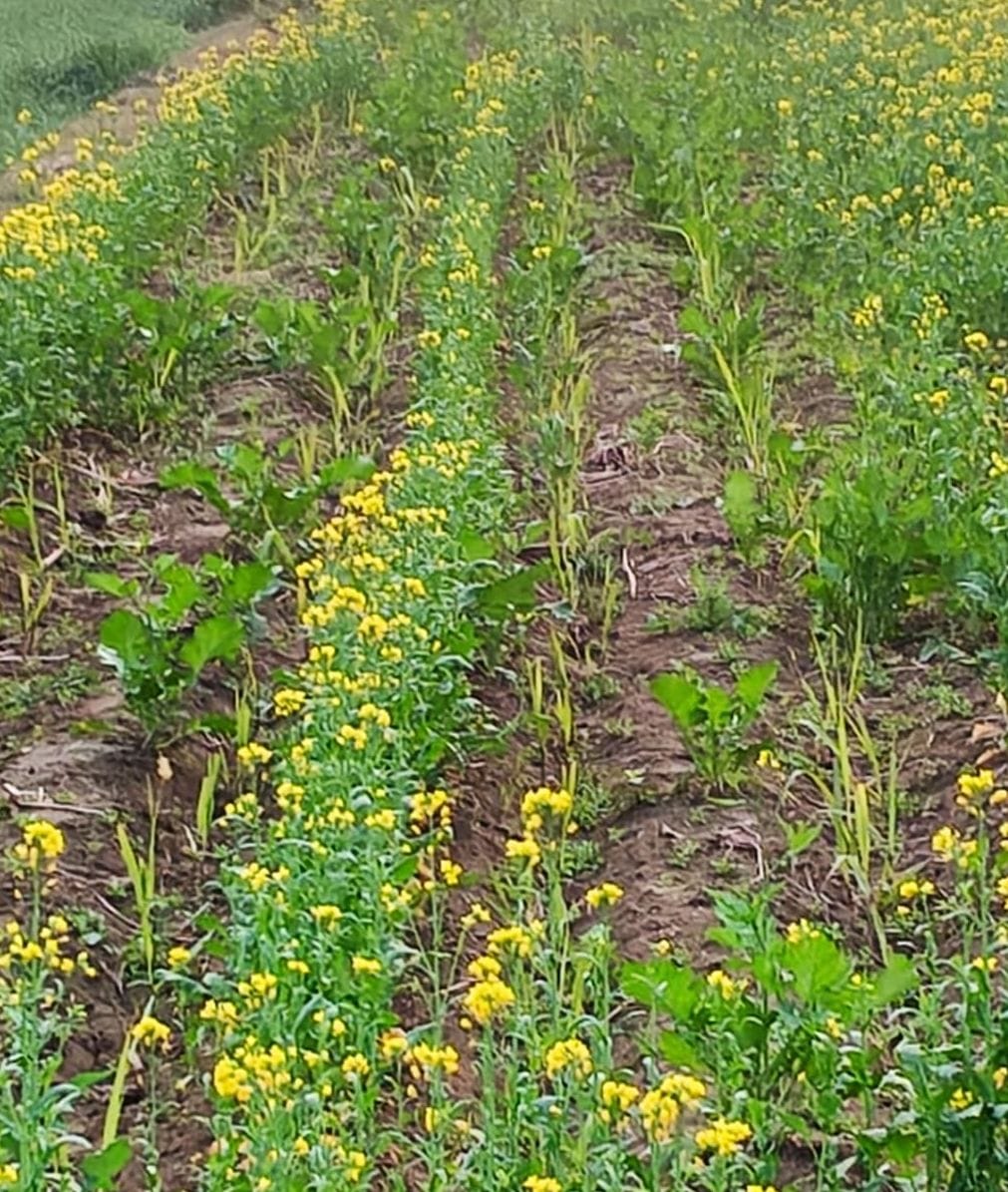 कलीम उज्जमां खां, गांव उदारा, निगोही।