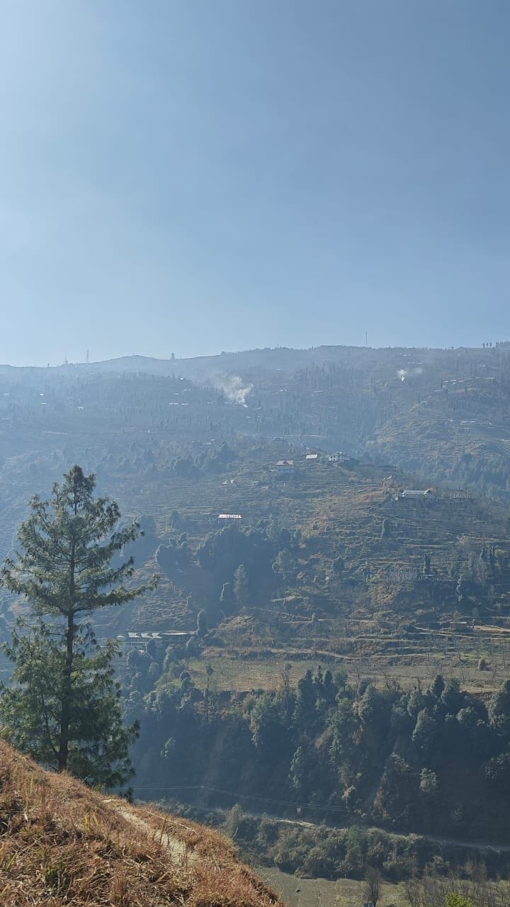 चौपाल में सेब के बगीचों में जलाई जा रही टहनियां और उनसे उठ रहा धुंआ। संवाद