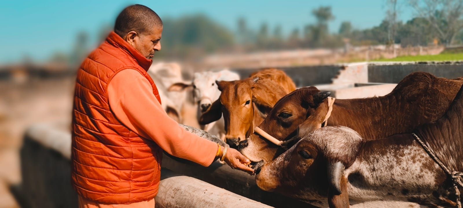 कुरुक्षेत्र। गायों को चारा खिलाते मंहत राजेंद्र पुरी। विज्ञप्ति कुरुक्षेत्र। गायों को चारा खिलाते मंहत राजेंद्र पुरी। विज्ञप्ति