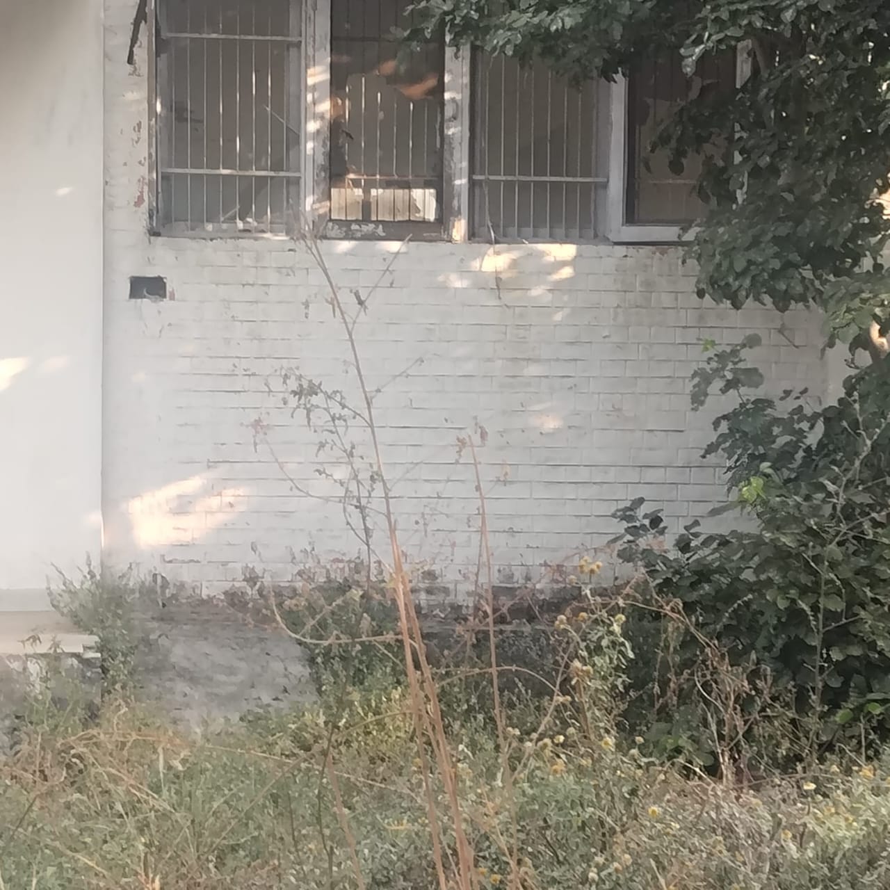 स्टेडियम में उगी झाड़ियां। संवाद
