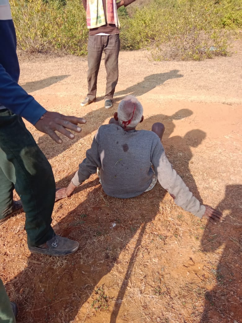 बुजुर्ग पर बाघ ने किया हमला