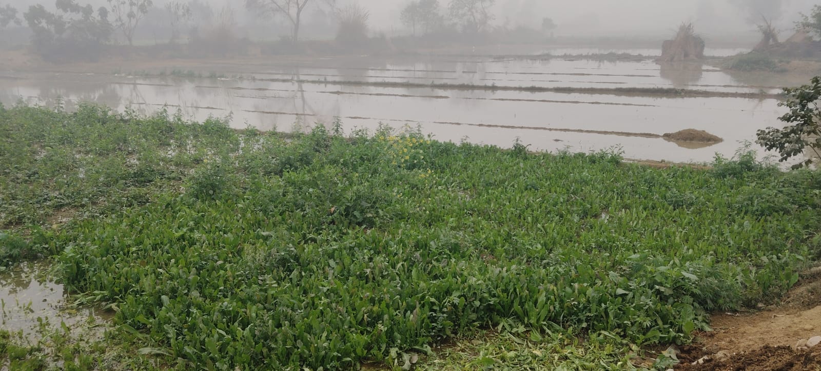 फोटो-5 बंबा कटने से गांव भटपुरा के किसानों के खेतों में सरसों की फसल में पानी। संवाद