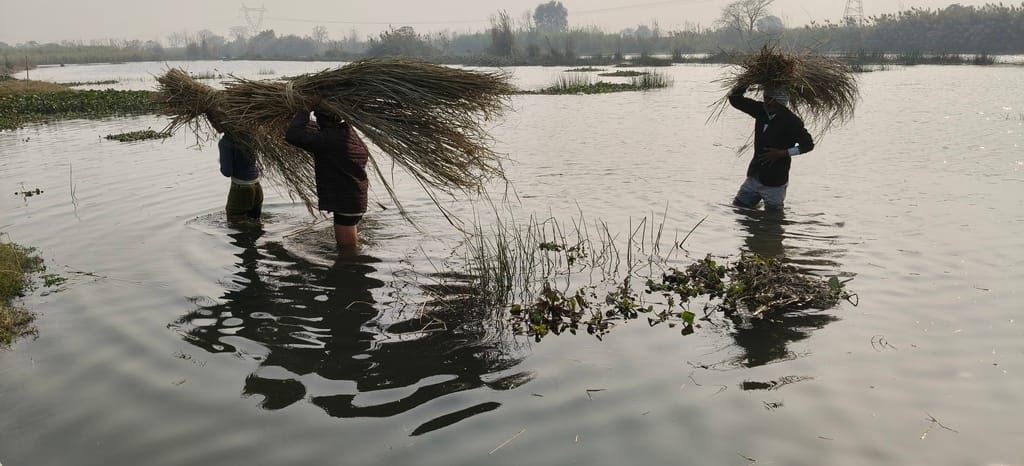 फसल डूबने वाली खबर के साथ: निक्की देवी फसल डूबने वाली खबर के साथ: निक्की देवी