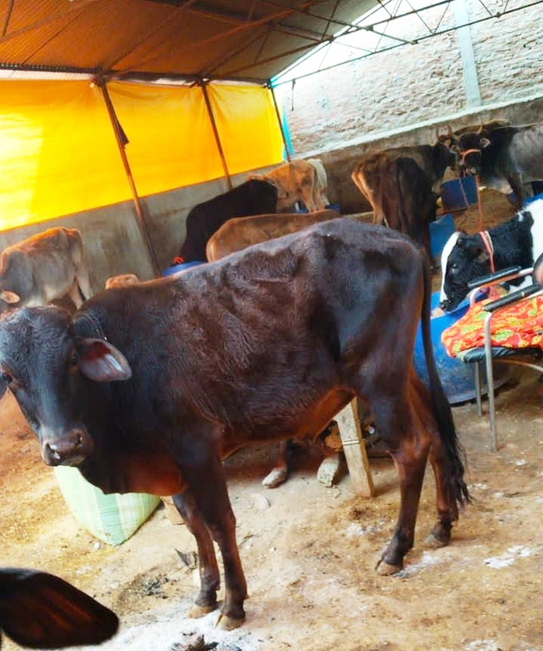 फोटो-06-गोशाला में काऊकोट विहीन खड़ी गायें। संवाद फोटो-06-गोशाला में काऊकोट विहीन खड़ी गायें। संवाद