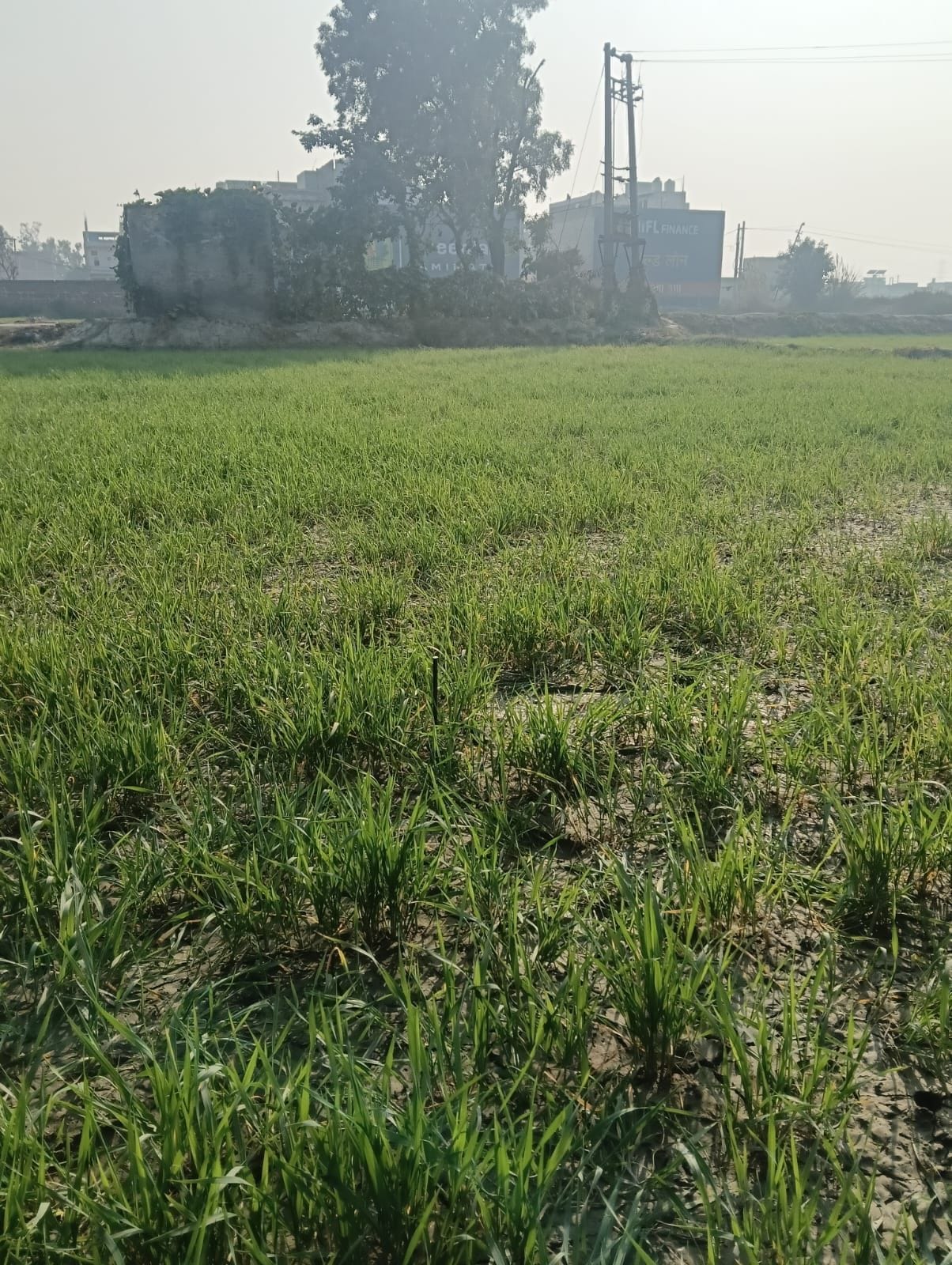 फोटो 02: सोनीपत बस अड्डे से रूट पर जाने के लिए खड़ी ई-बस व साधारण बसें। संवाद फोटो 02: सोनीपत बस अड्डे से रूट पर जाने के लिए खड़ी ई-बस व साधारण बसें। संवाद
