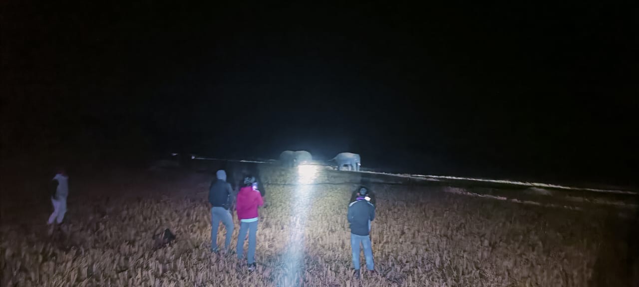 रात्रि के समय पेड़ में चढ़कर आराम करता हुआ ग्रामीण और विचरण करते हाथी