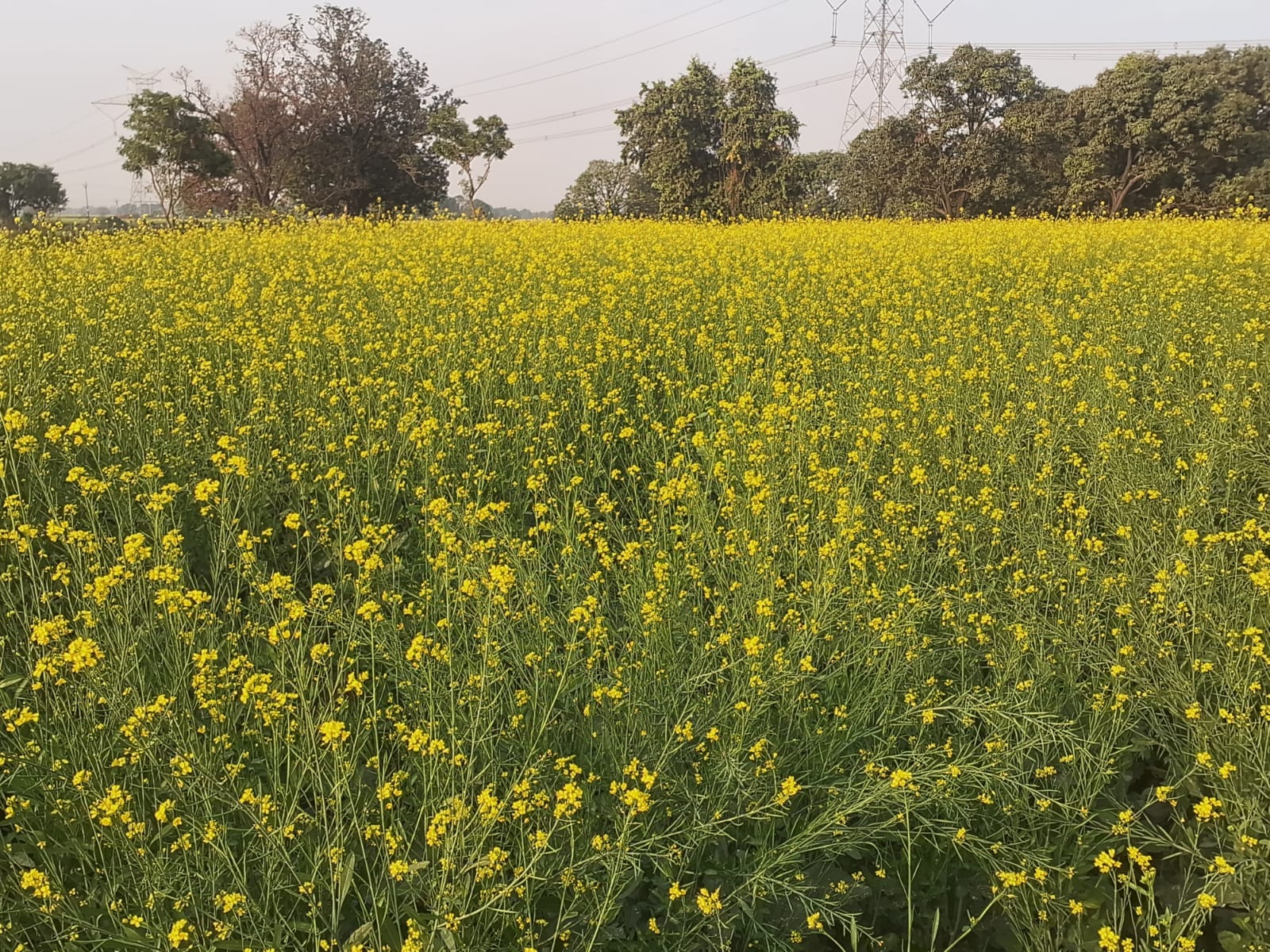 शहर के जीटी रोड पर घने कोहरे से गुजरते दोपहिया वाहन। संवाद शहर के जीटी रोड पर घने कोहरे से गुजरते दोपहिया वाहन। संवाद