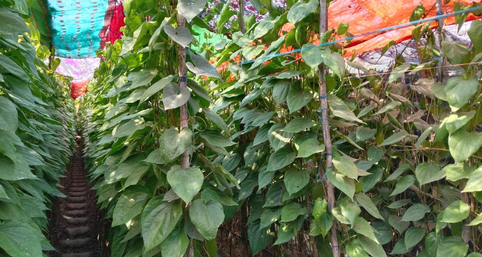 फोटो 28 एमएएचपी 05 परिचय-मिनी औद्योगिक आस्थान कुलपहाड़ में स्थापित उद्योगों में बनते सीमेंटेड प